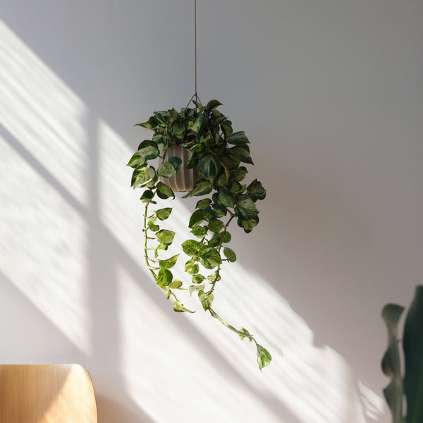 Misewell Wrap Hanging Kit