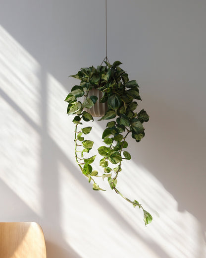 Wrap Hanging Kit