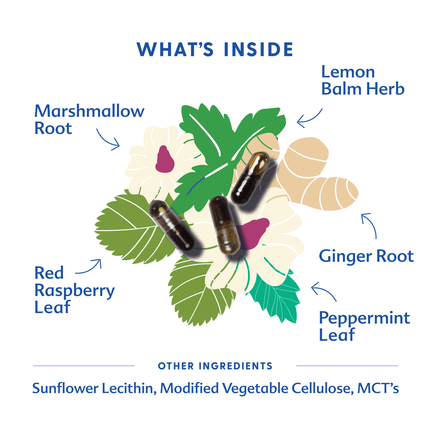 Morning Sickness Blend - Liquid Capsules