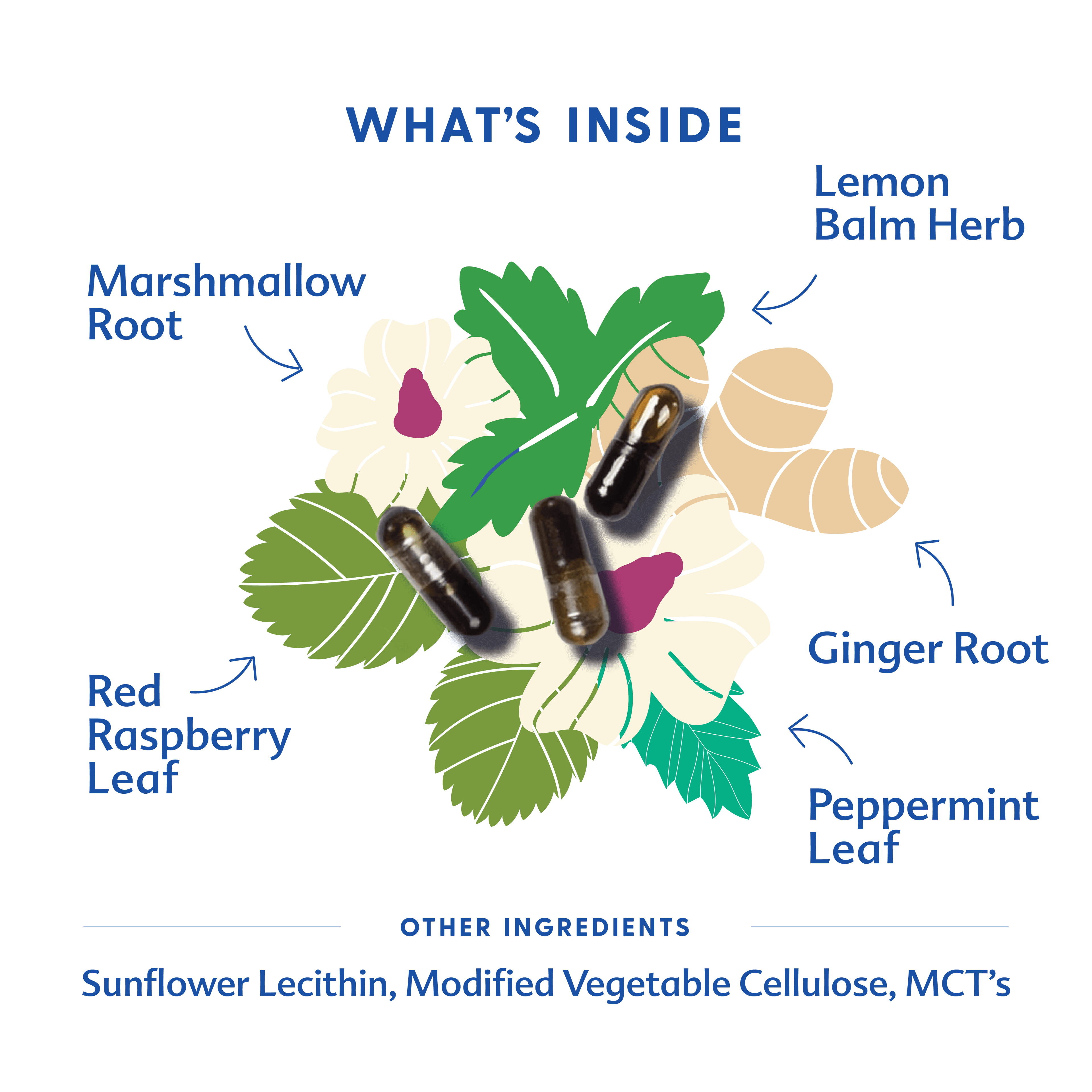 Morning Sickness Blend - Liquid Capsules