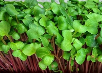Seattle Seed Company Microgreens Radish for Microgreens