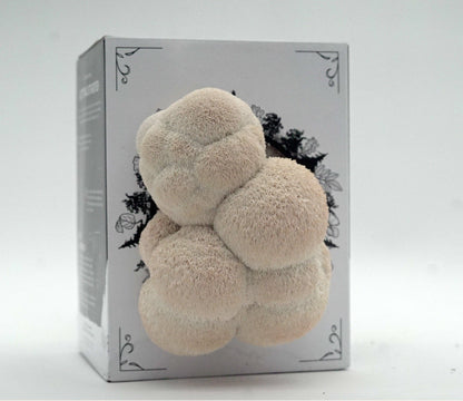 3-Pack of Organic Mushroom Grow Kits