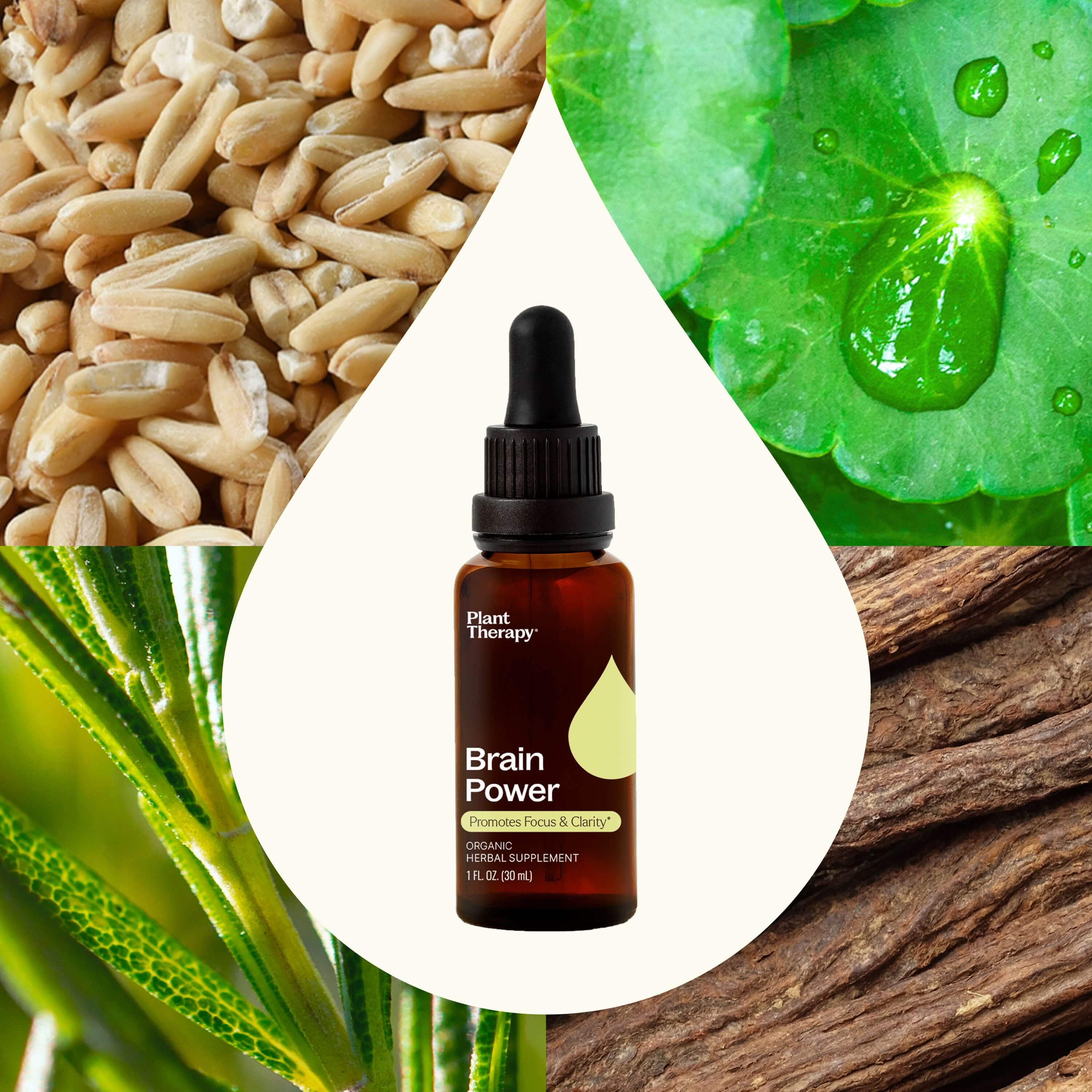 Plant Therapy Supplement 30 mL Brain Power Organic Herbal Supplement