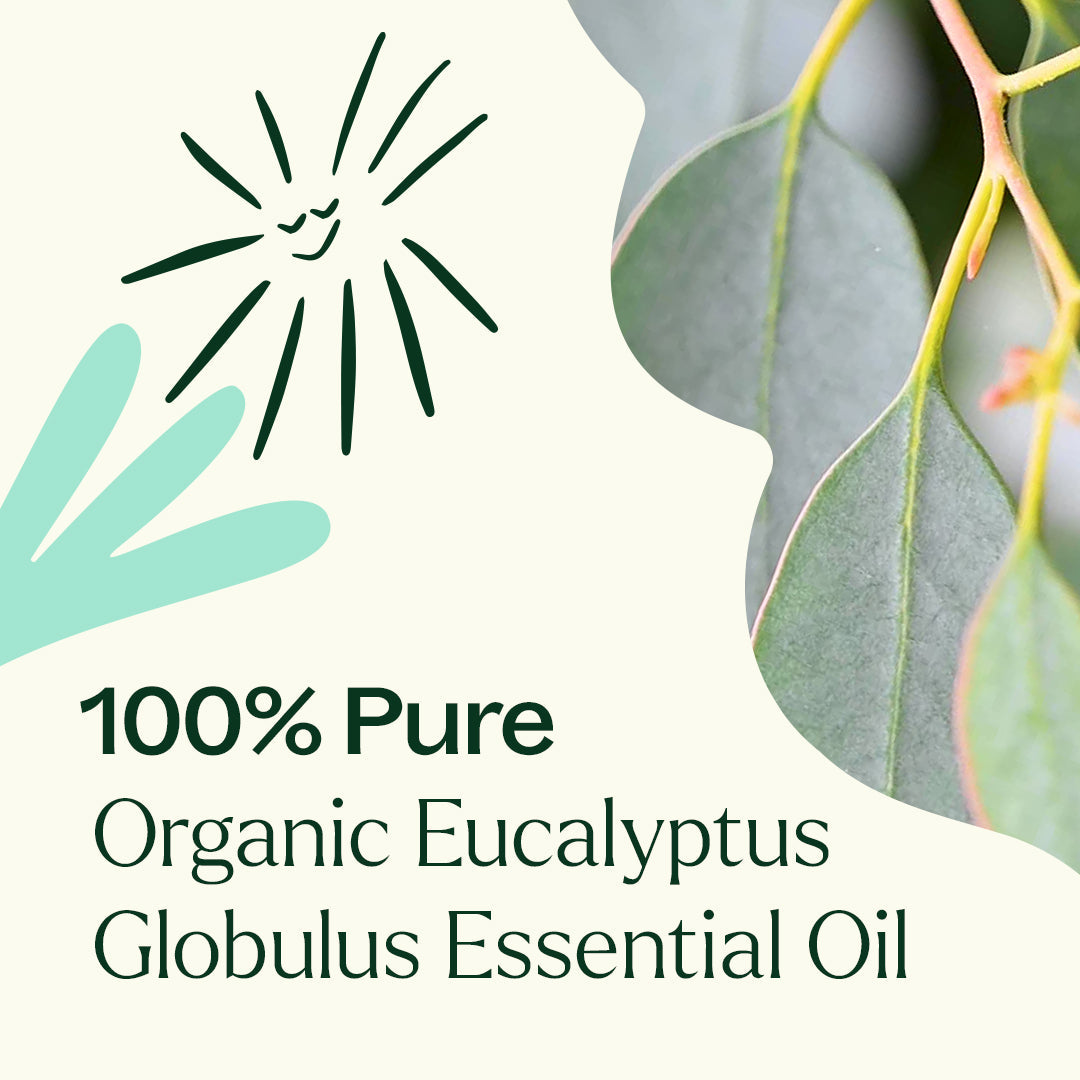 Organic Eucalyptus Globulus 5-Pack
