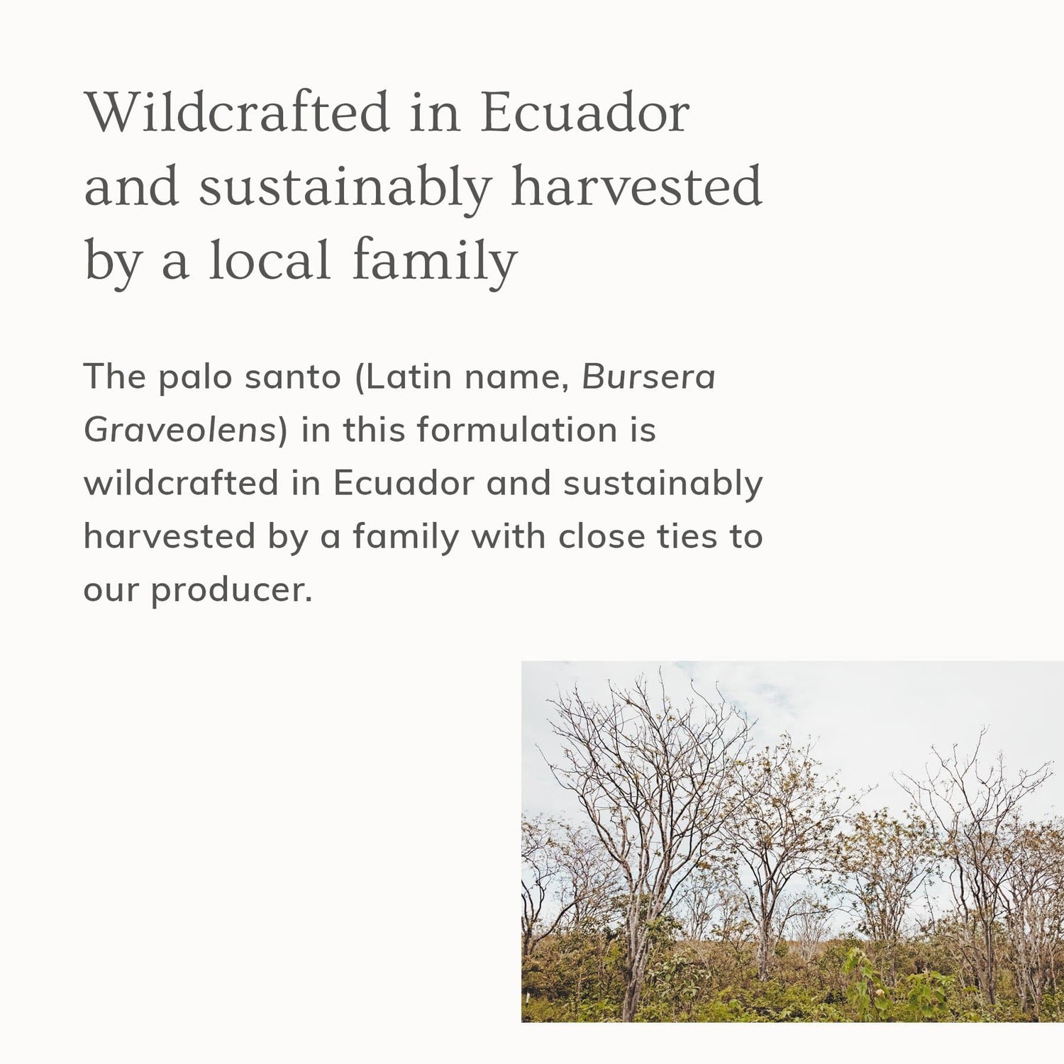 Palo Santo Hair &amp; Body Mist (4oz)