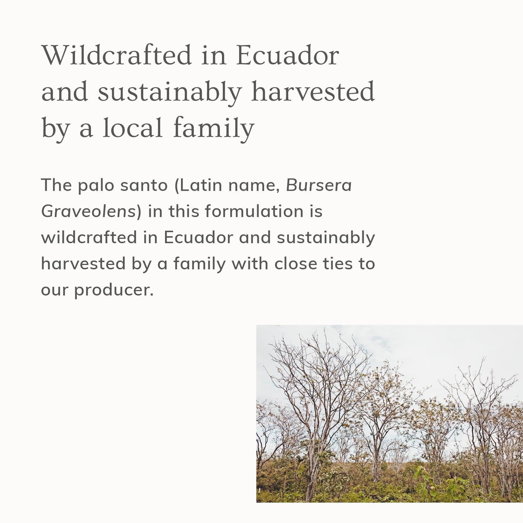 Palo Santo Hair &amp; Body Mist (4oz)