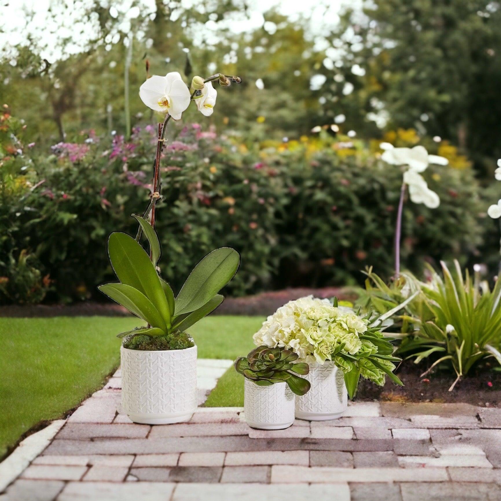 Gia Roma Webbing Planters