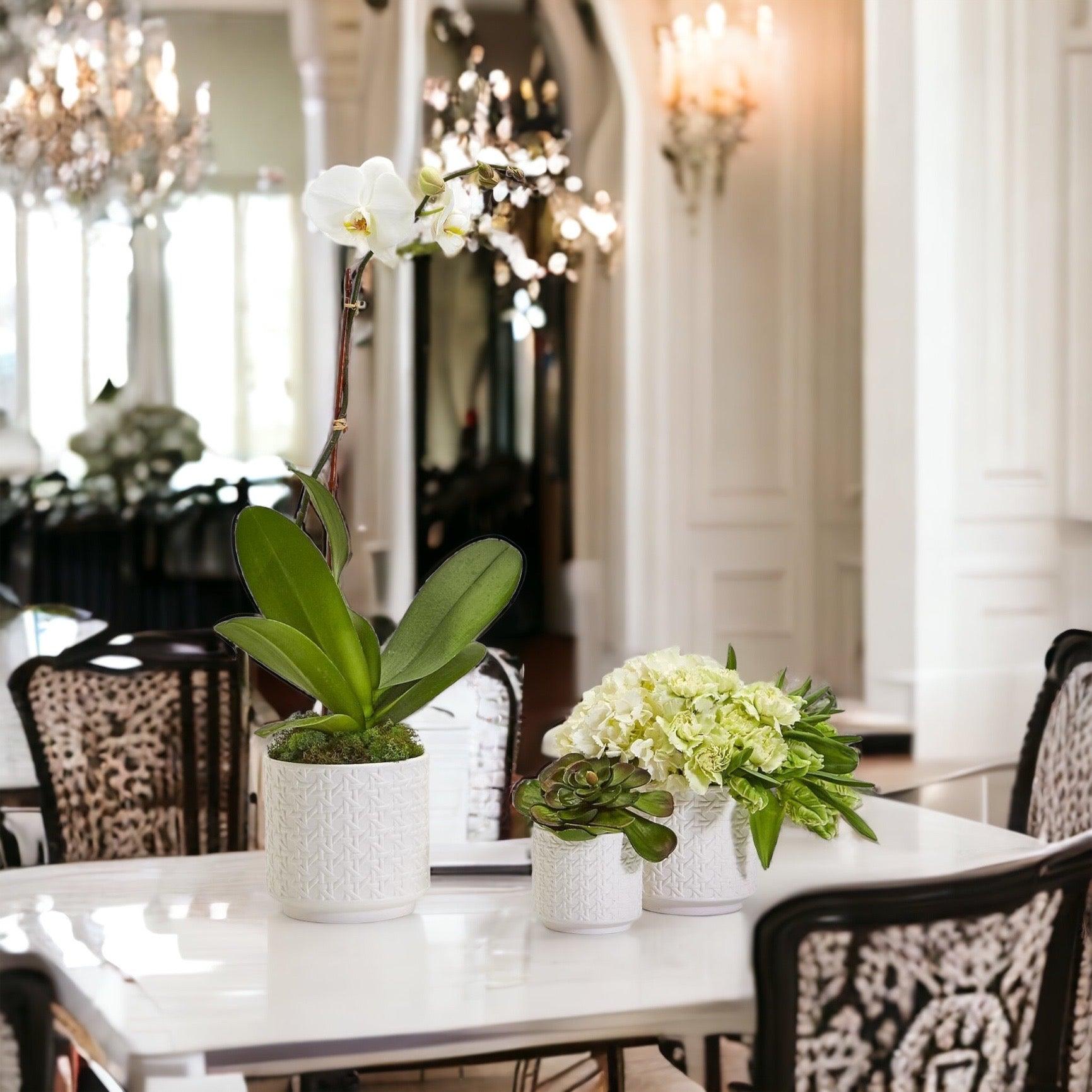 Gia Roma Webbing Planters