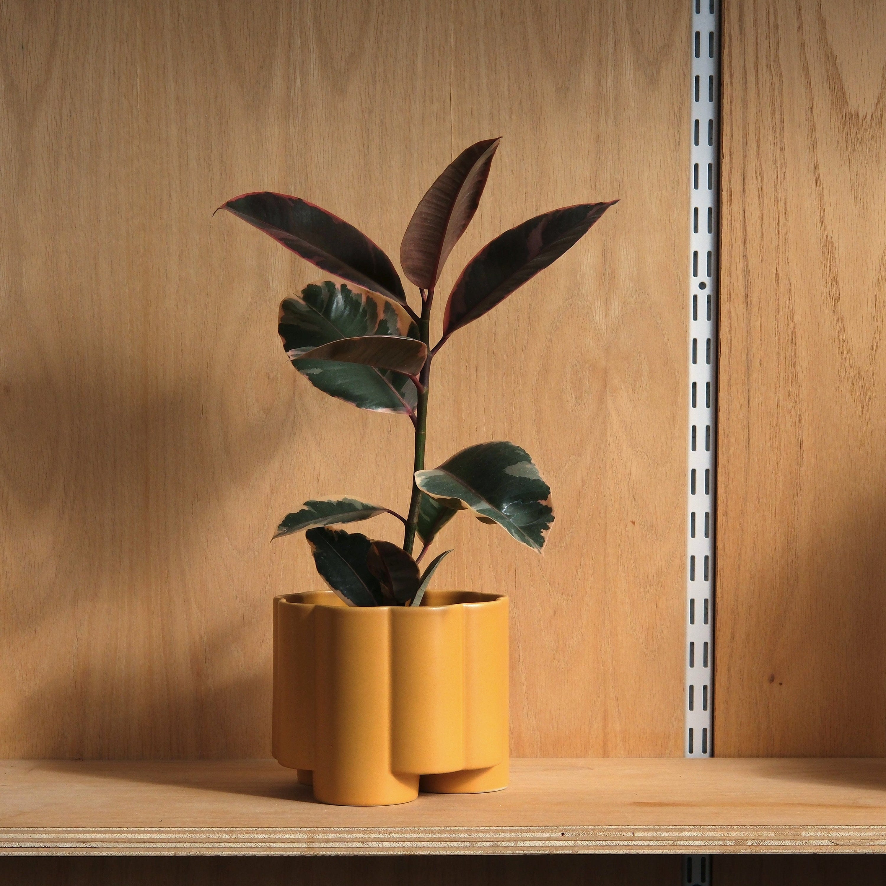 Misewell Pots &amp; Planters Marigold Pillar Planter
