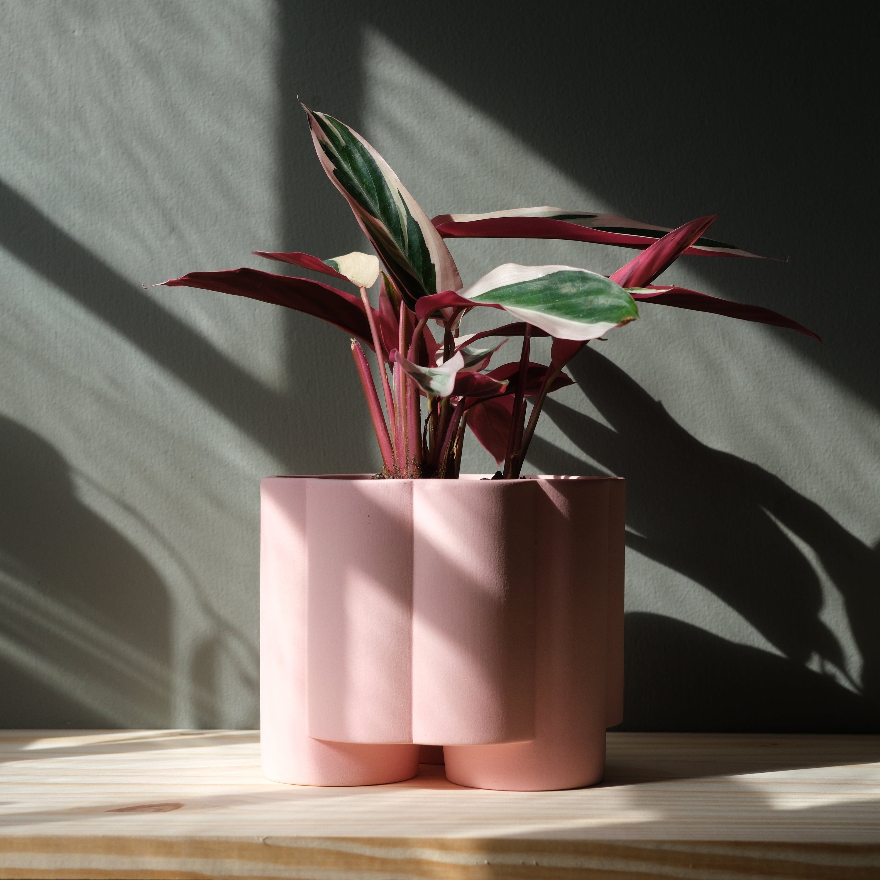 Misewell Pots &amp; Planters Pink Matte Pillar Planter