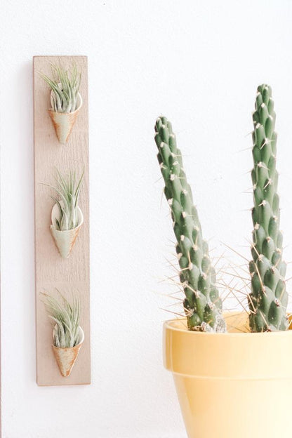 Carter + Rose Pistachio / With Plant Triple Ceramic Wall Planter