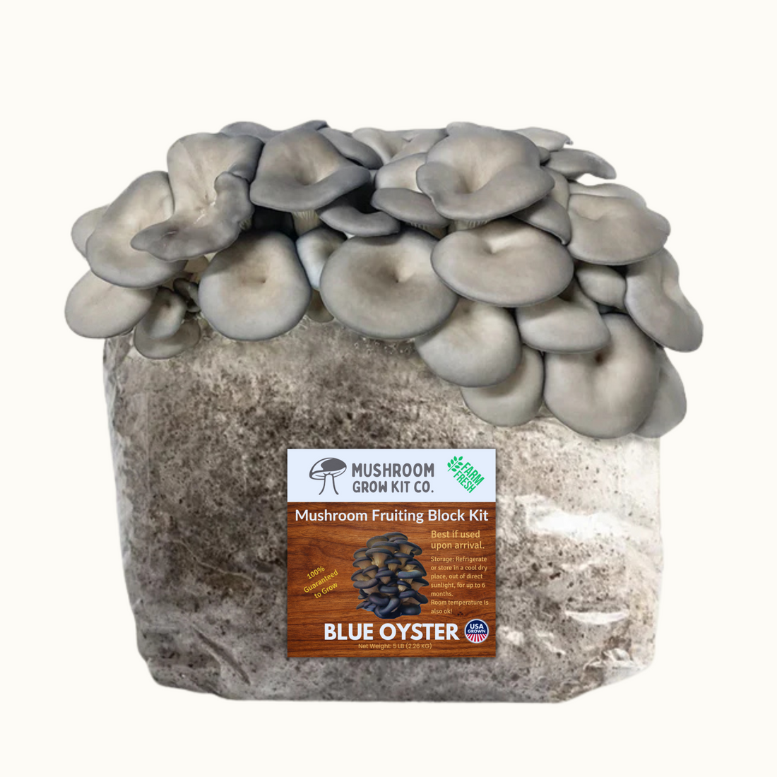 Premium Blue Oyster Mushroom Fruiting Block Grow Kit - 5 LBS - My American Goods