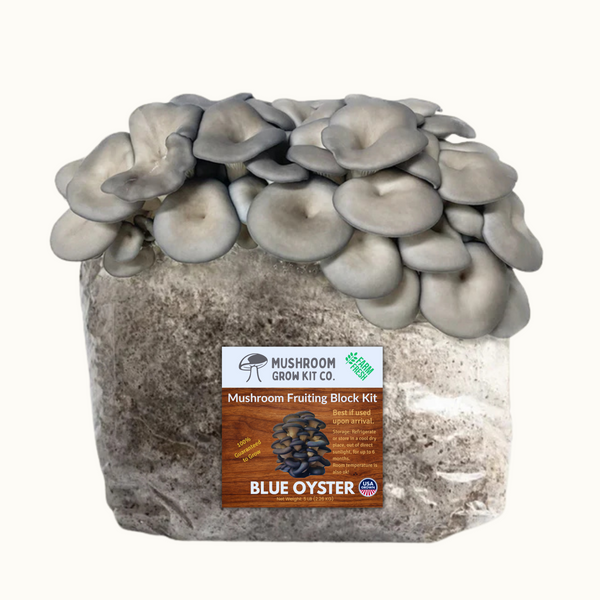 Premium Blue Oyster Mushroom Fruiting Block Grow Kit - 5 LBS - My American Goods