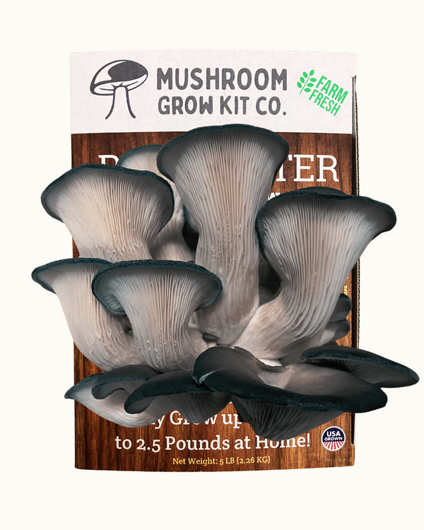 Premium Blue Oyster Mushroom Growing Kit - 5 LBS - My American Goods