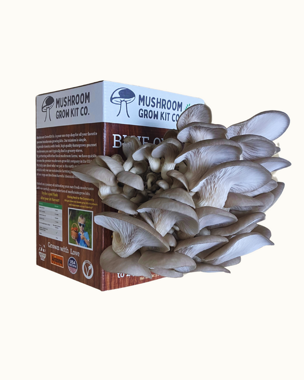 Premium Blue Oyster Mushroom Growing Kit - 5 LBS - My American Goods