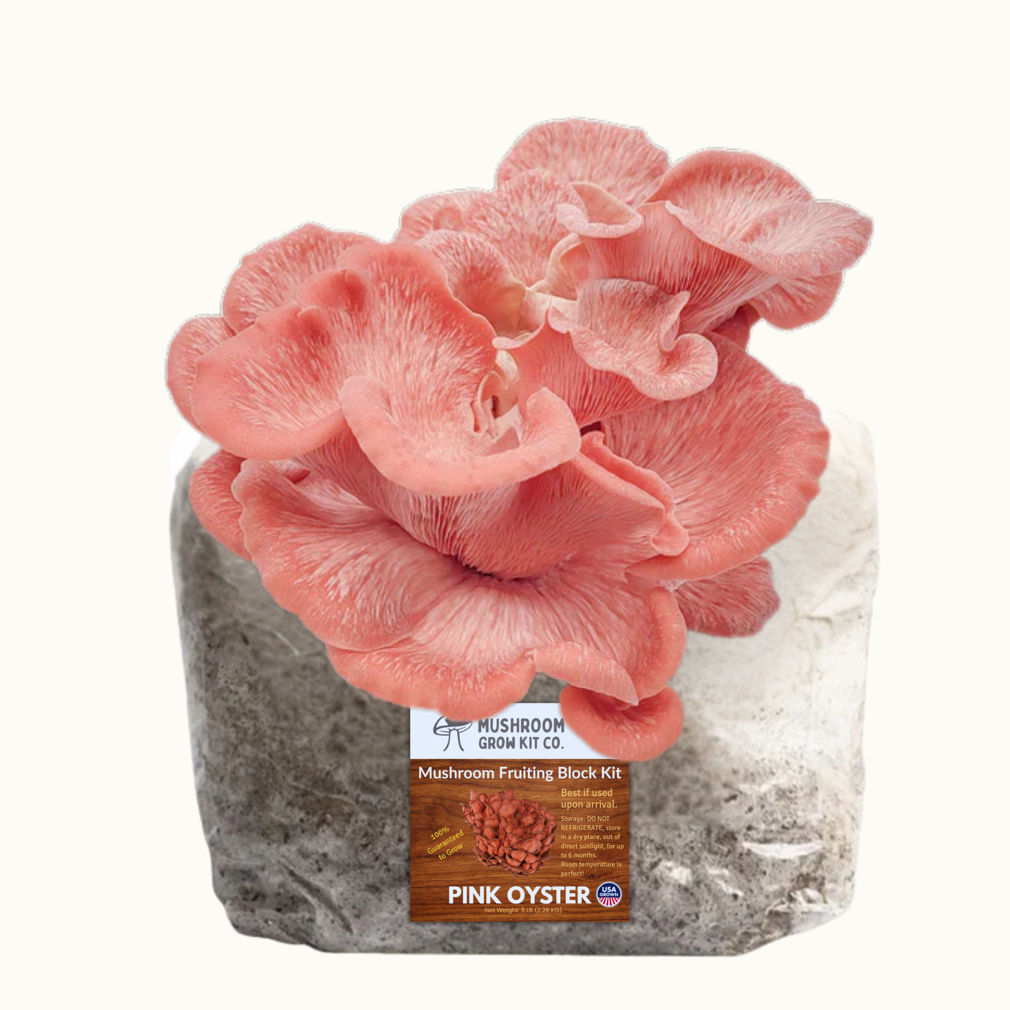 Premium Pink Oyster Mushroom Fruiting Block Grow Kit - 5 LBS - My American Goods