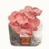 Premium Pink Oyster Mushroom Fruiting Block Grow Kit - 5 LBS - My American Goods