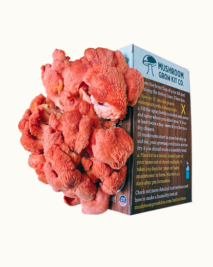 Premium Pink Oyster Mushroom Growing Kit - 5 LBS - My American Goods