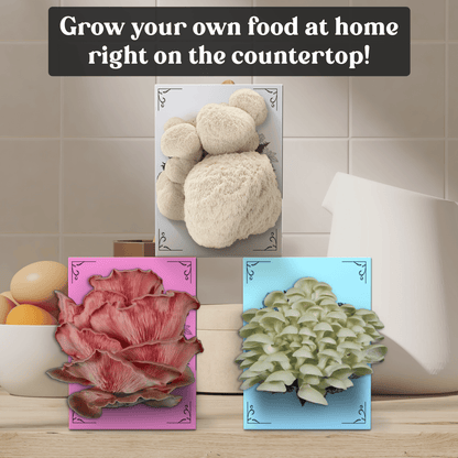 3-Pack of Organic Mushroom Grow Kits