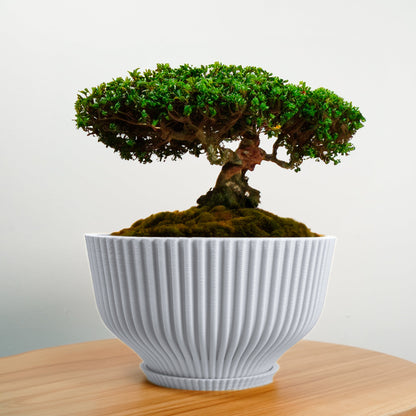 Bonsai Pot with Drainage &amp; Tray - My American Goods