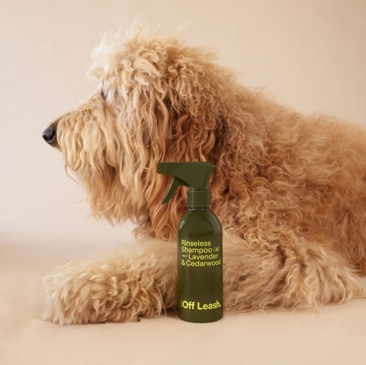Always Off Leash Rinseless Shampoo for between-bath dog coat refreshes