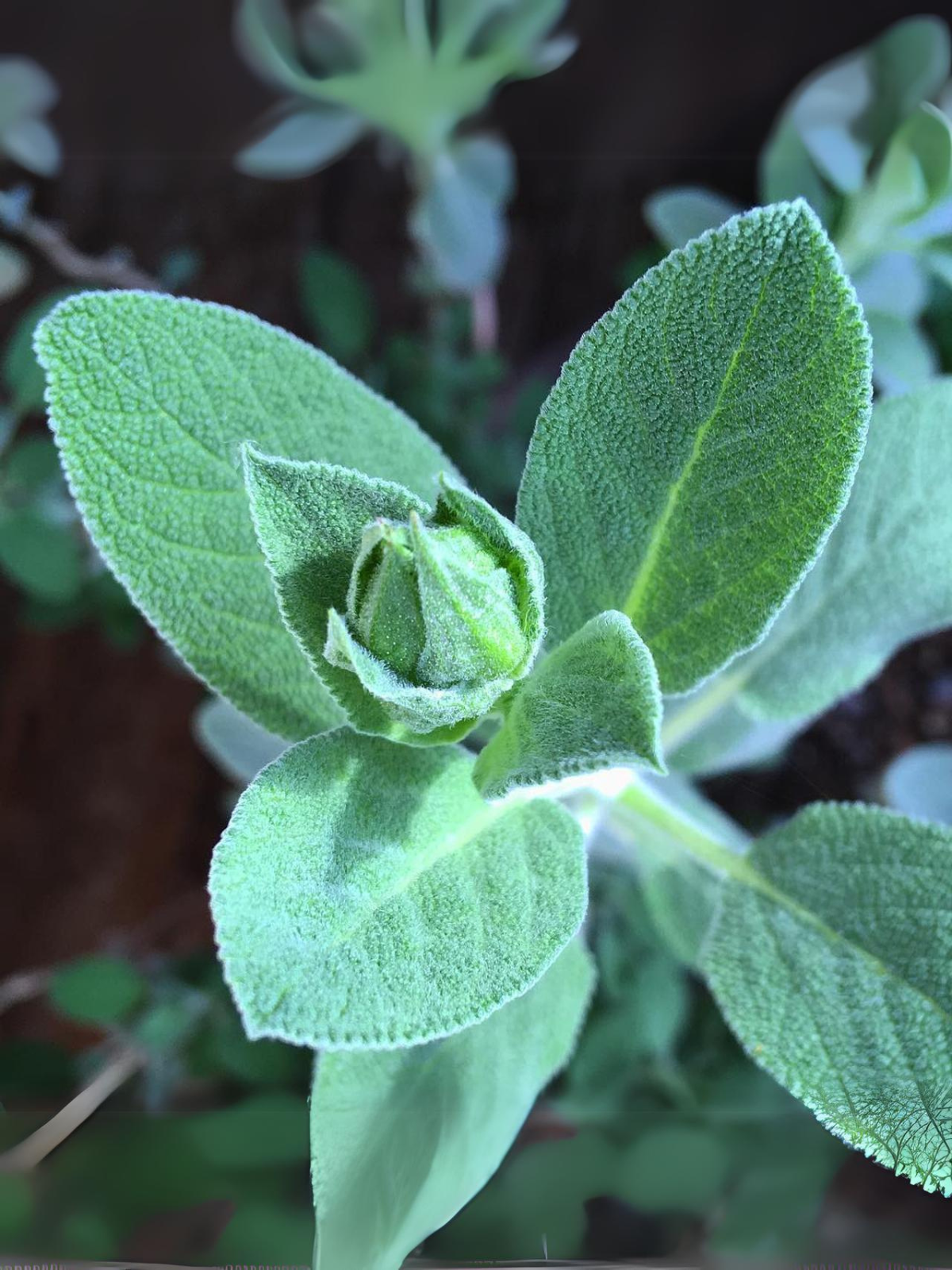 Garden in a Bag - Herbs - My American Goods