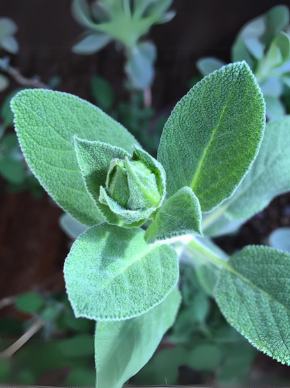Garden in a Bag - Herbs - My American Goods
