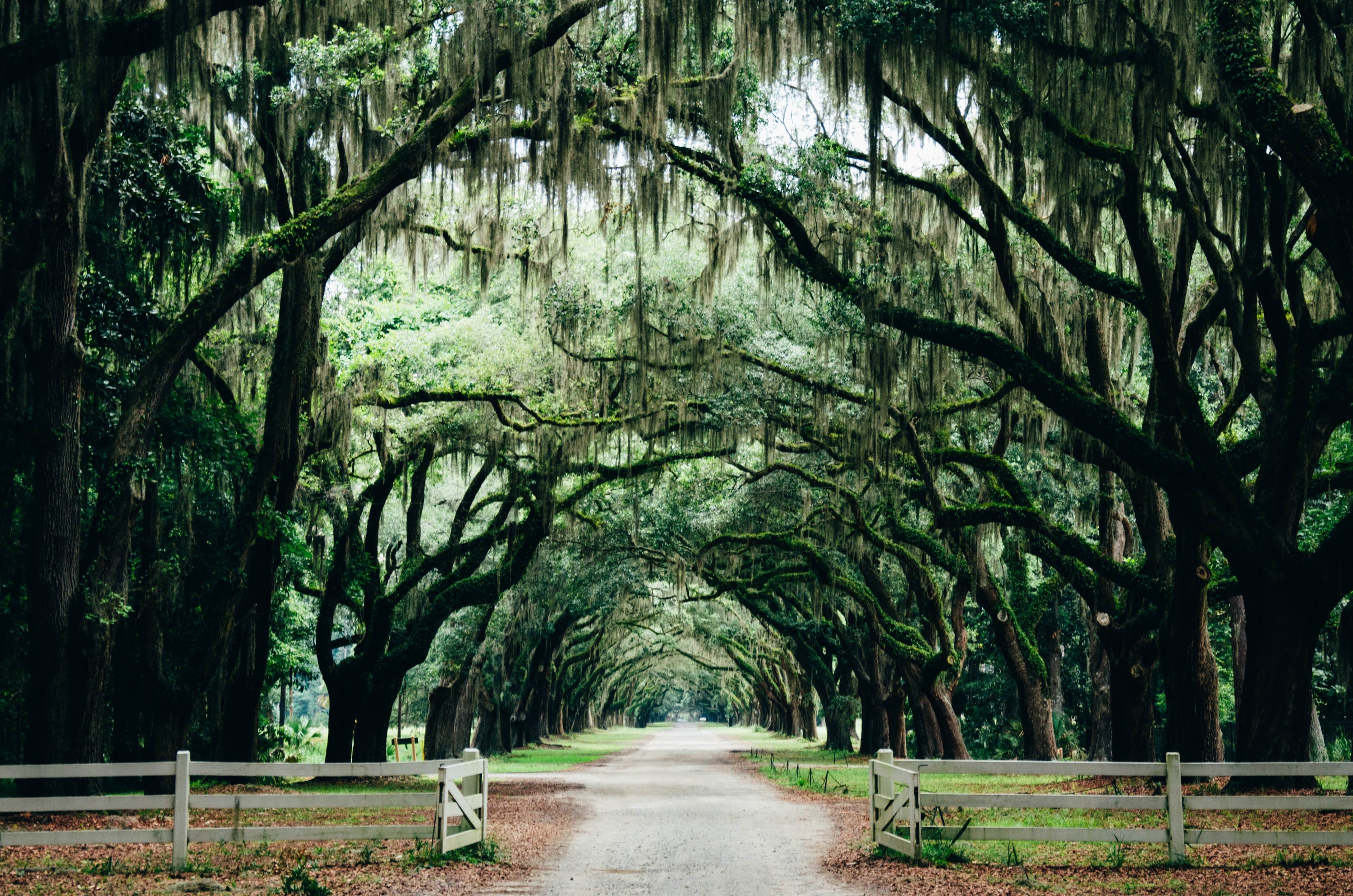 Wildsam Field Guides American South
