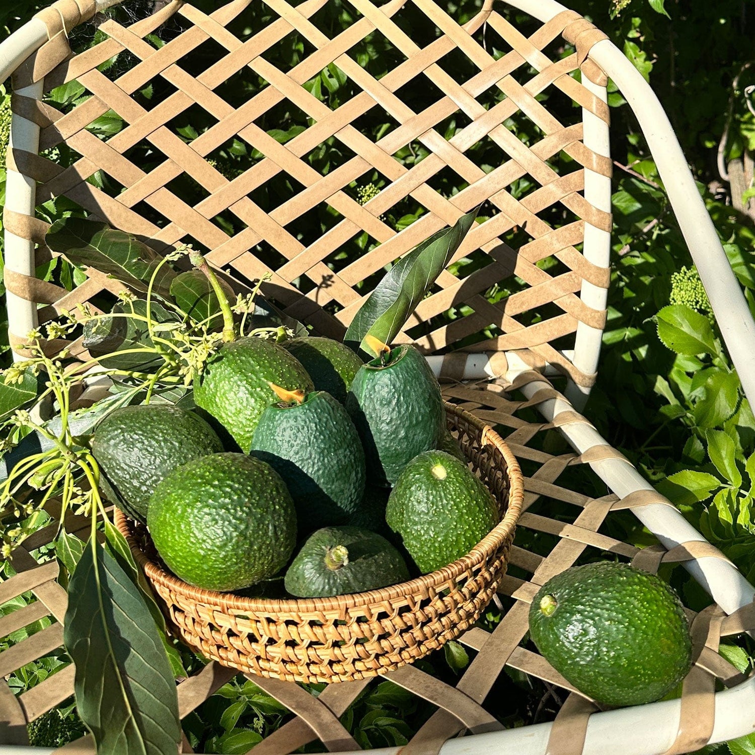 Scandles Farmers Markets Large Avocado Candle