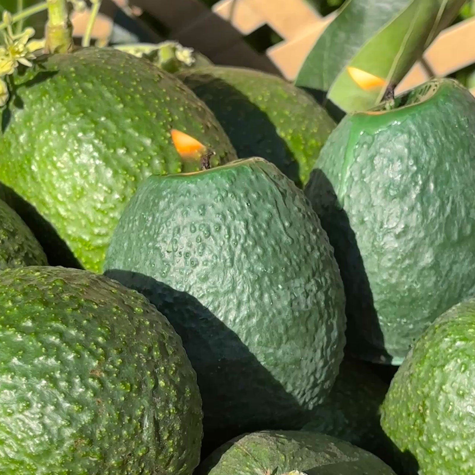 Scandles Farmers Markets Large Avocado Candle