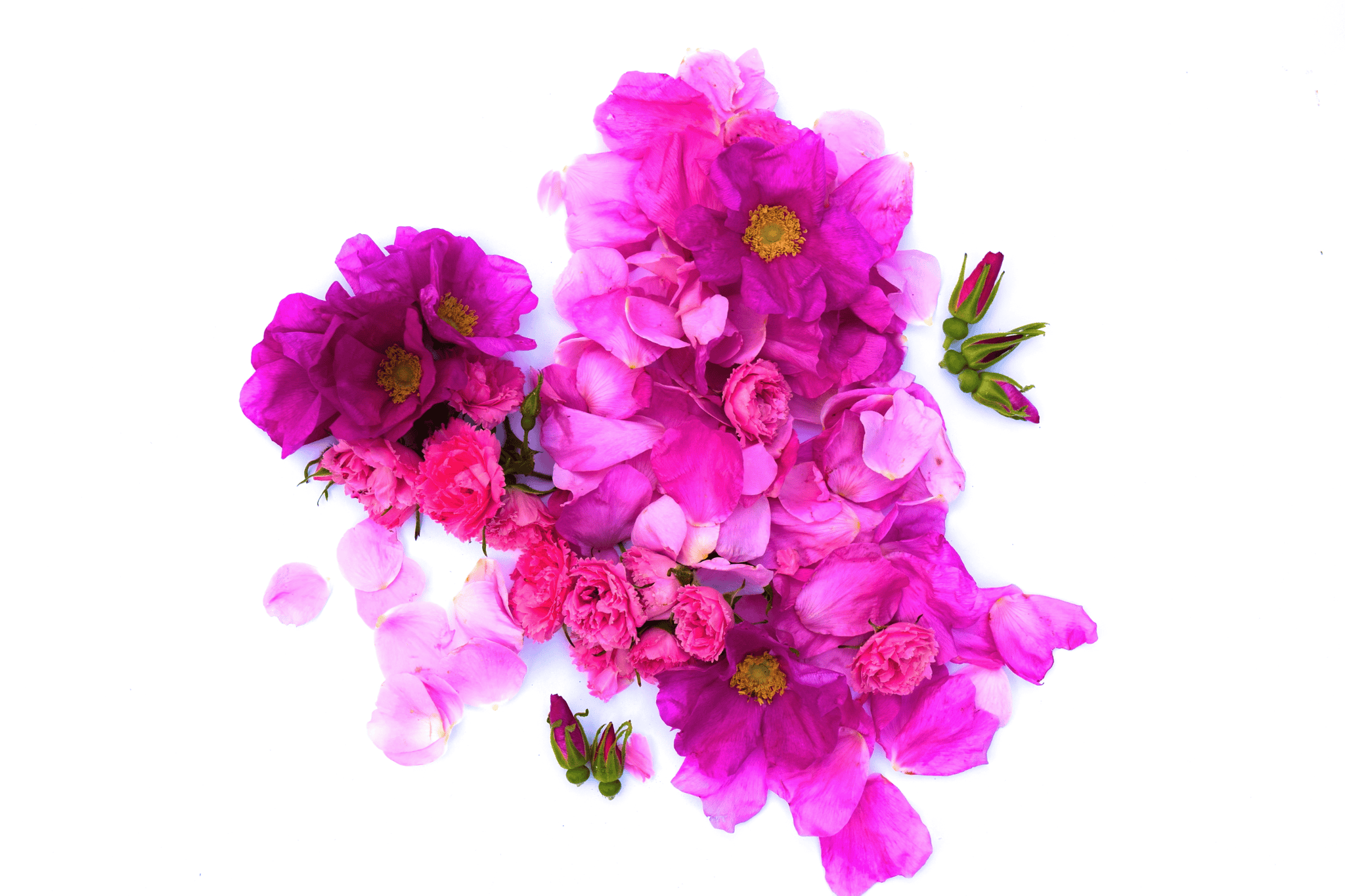 plant makeup Wild Rose Lip Balm
