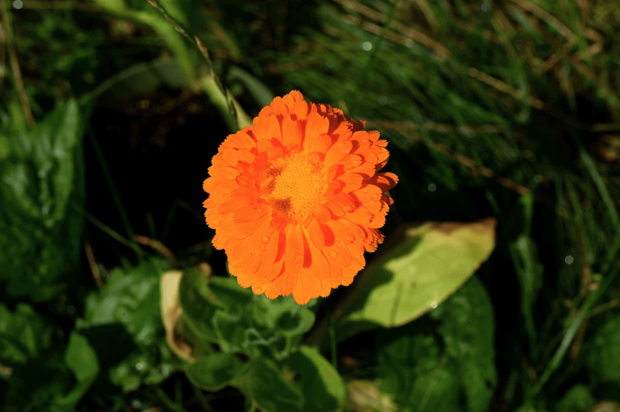 plant makeup Calendula Balm