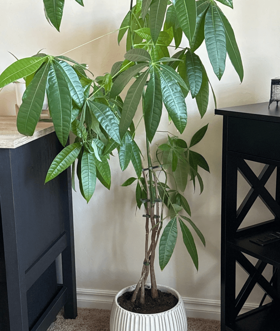 Rosebud HomeGoods Stem Support Plant Stem Supports