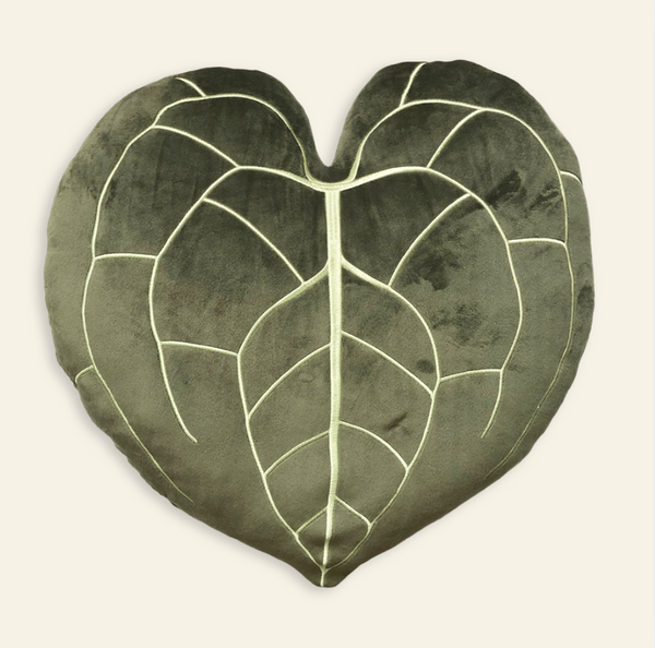 Anthurium Clarinervium - Khaki - My American Goods