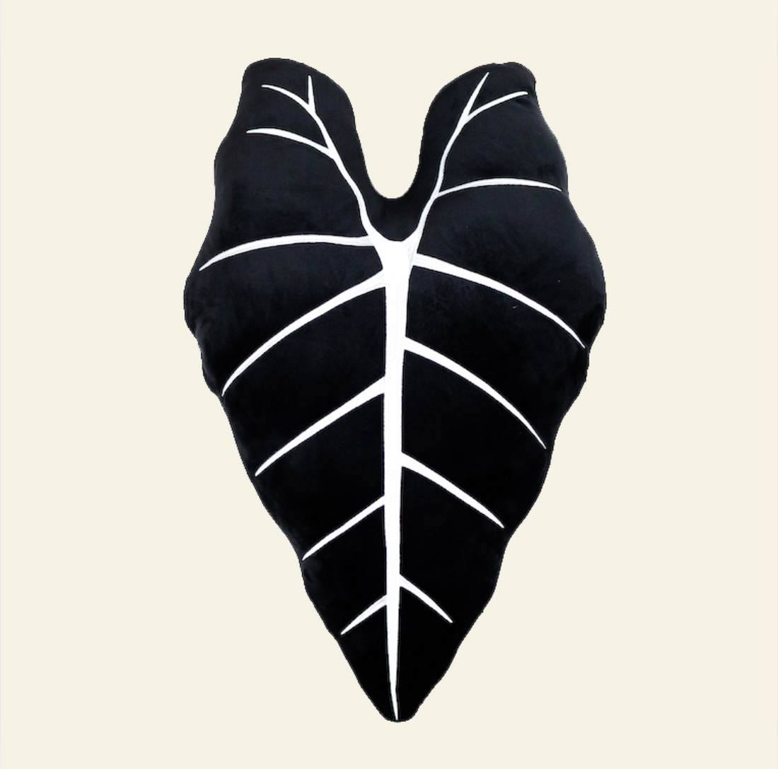 Alocasia Frydek - Obsidian
