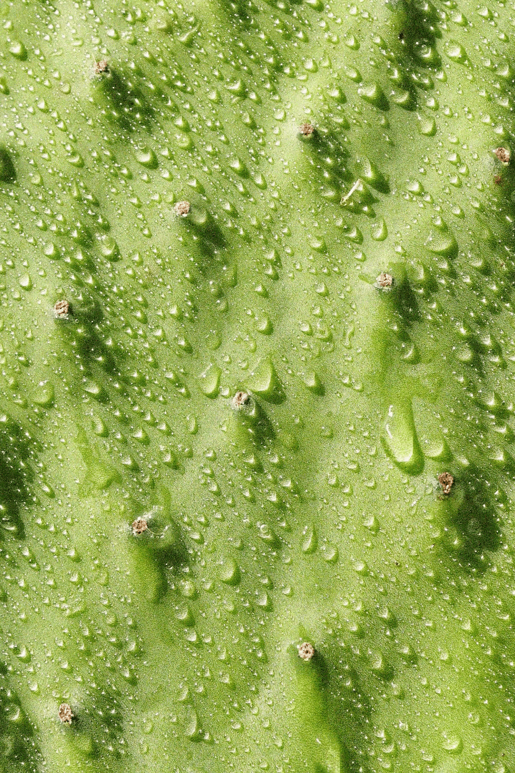 Desert Daze Hydrating Mist