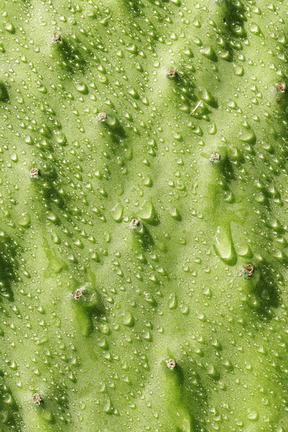 Desert Daze Hydrating Mist