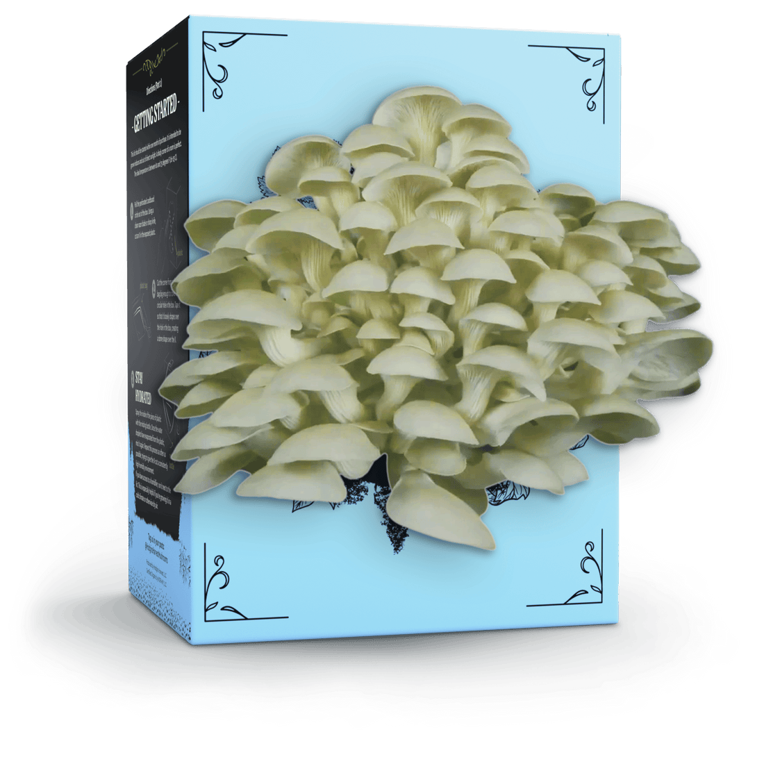Organic Oyster Mushroom Grow Kit