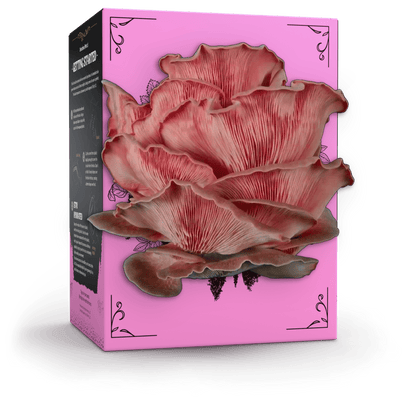 Organic Pink Oyster Mushroom Grow Kit
