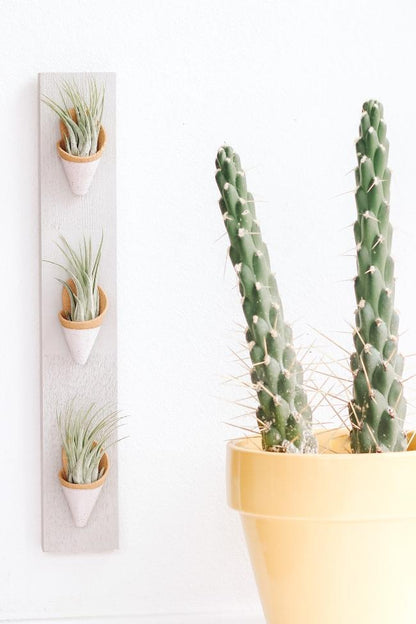 Carter + Rose Speckled White / With Plant Triple Ceramic Wall Planter