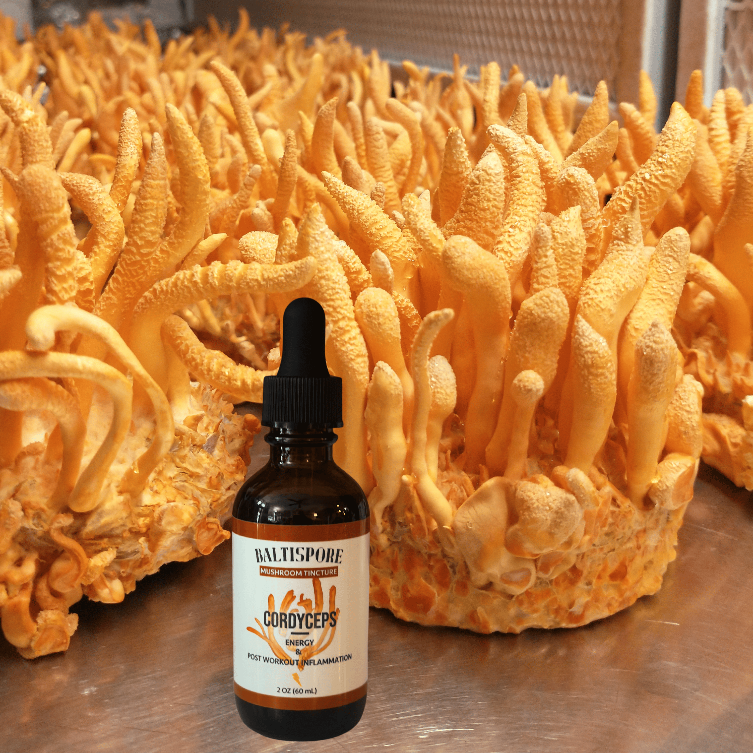BaltiSpore Tincture Cordyceps Mushroom Tincture