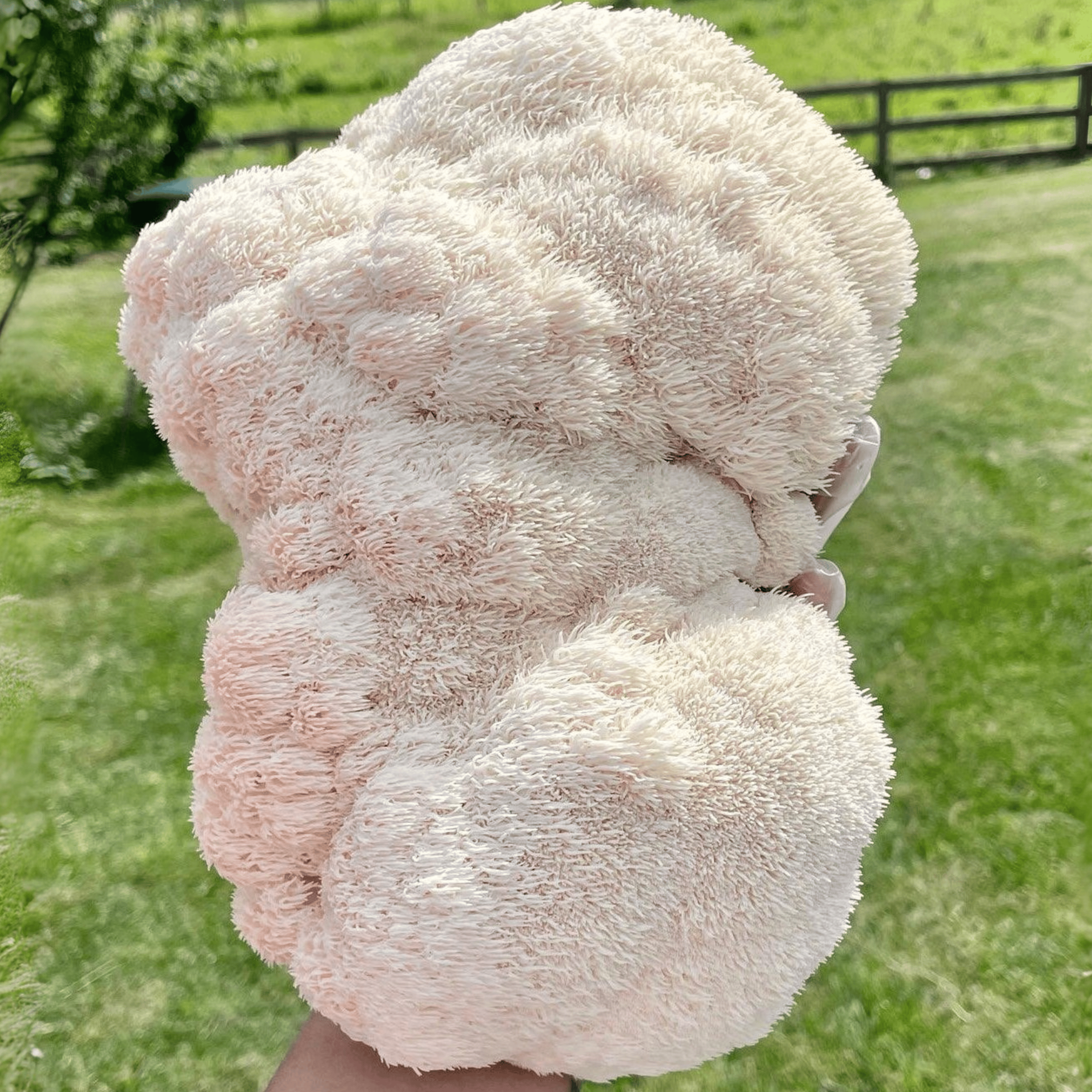 BaltiSpore Lion’s Mane “Ready-To-Fruit” Grow Kit