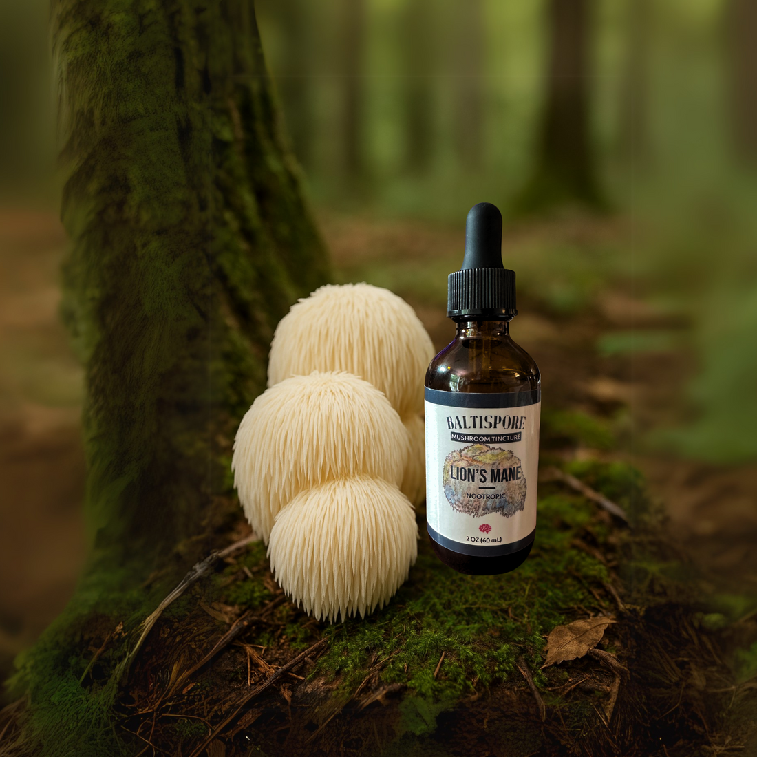 Lion’s Mane Mushroom Tincture - My American Goods