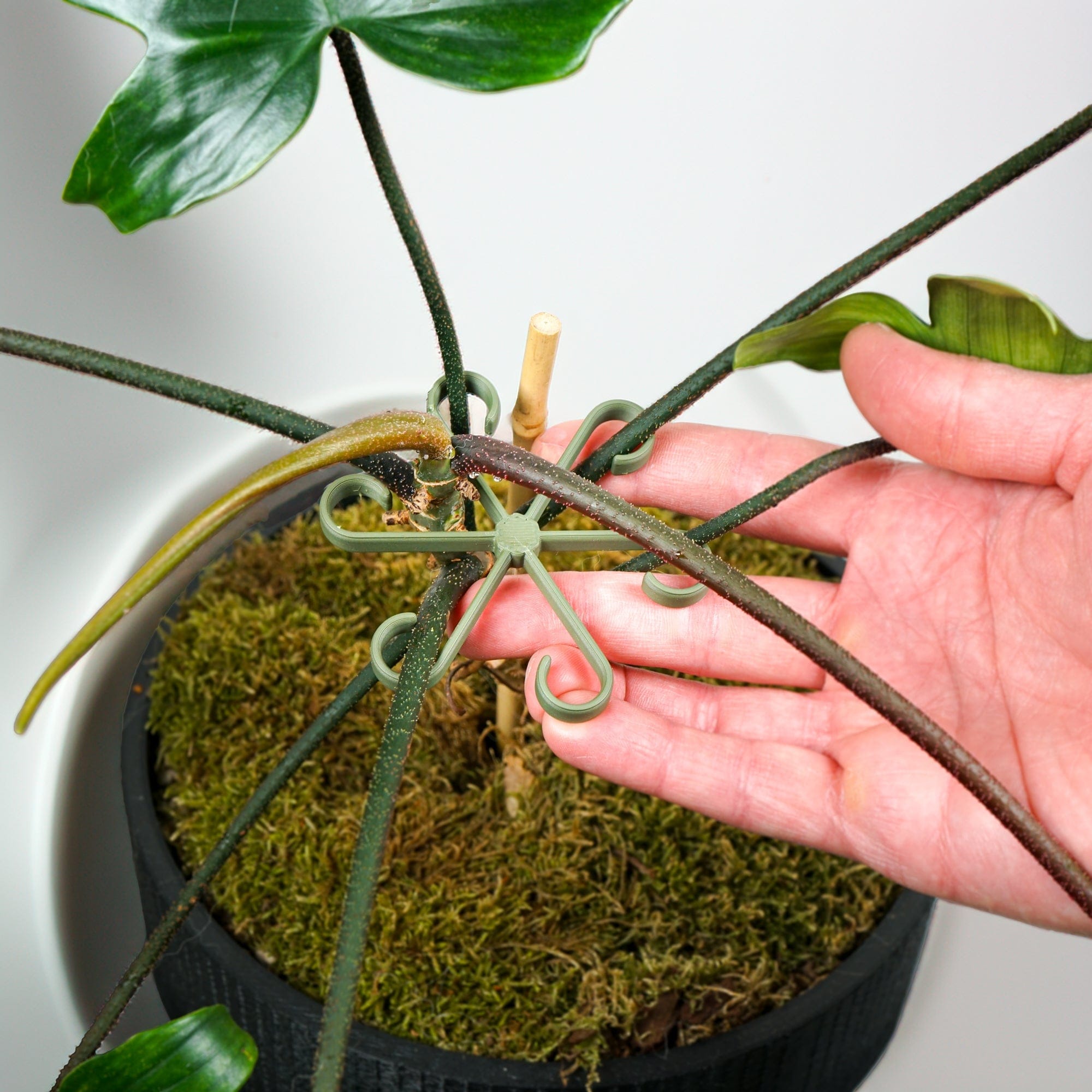 Rosebud HomeGoods Stem Support Plant Stem Supports