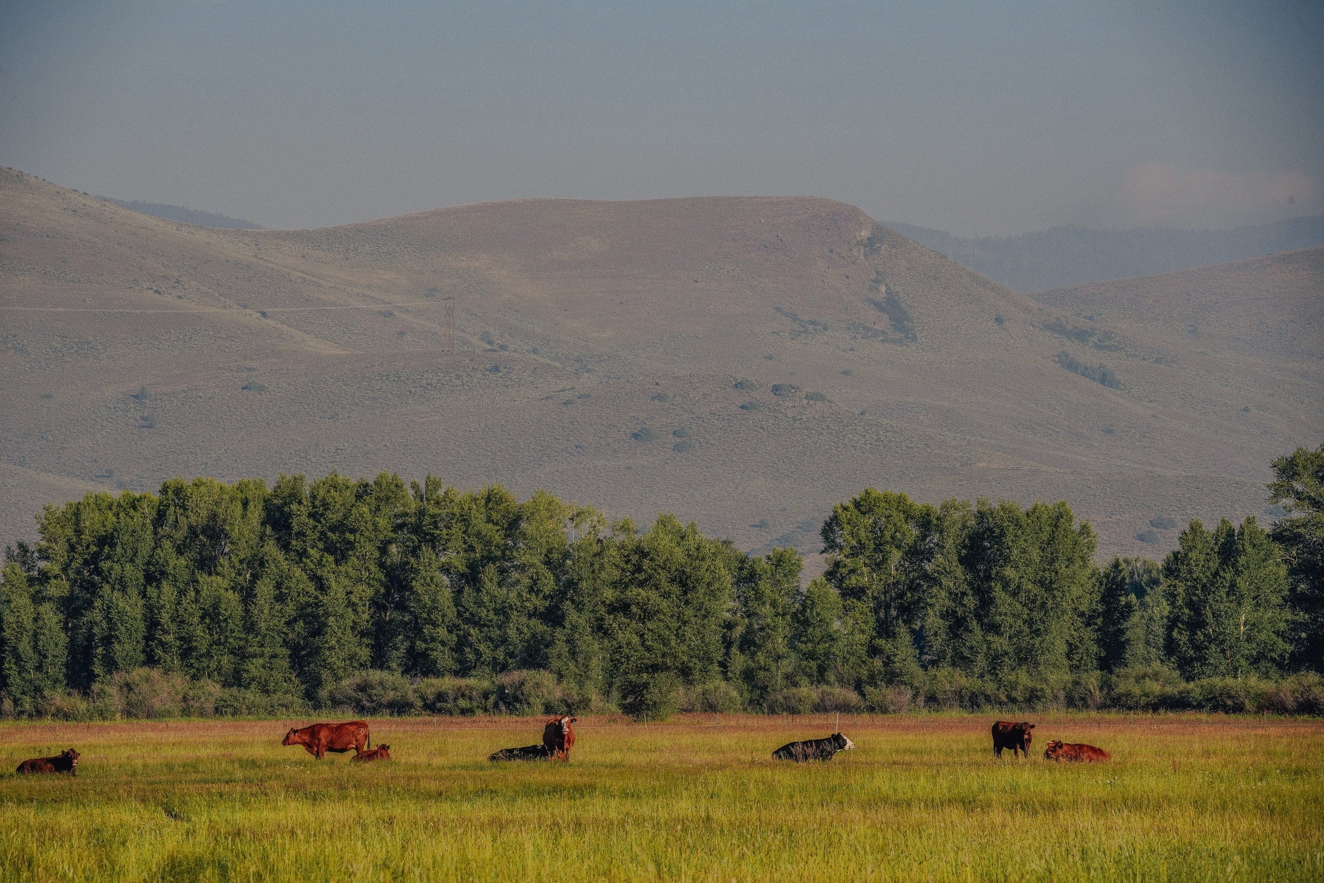 ReWilding USA Beef Liver Capsules