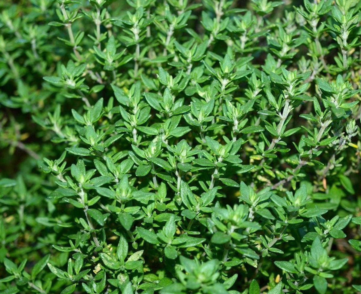 Seattle Seed Company Herbs Thyme