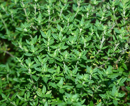 Seattle Seed Company Herbs Thyme