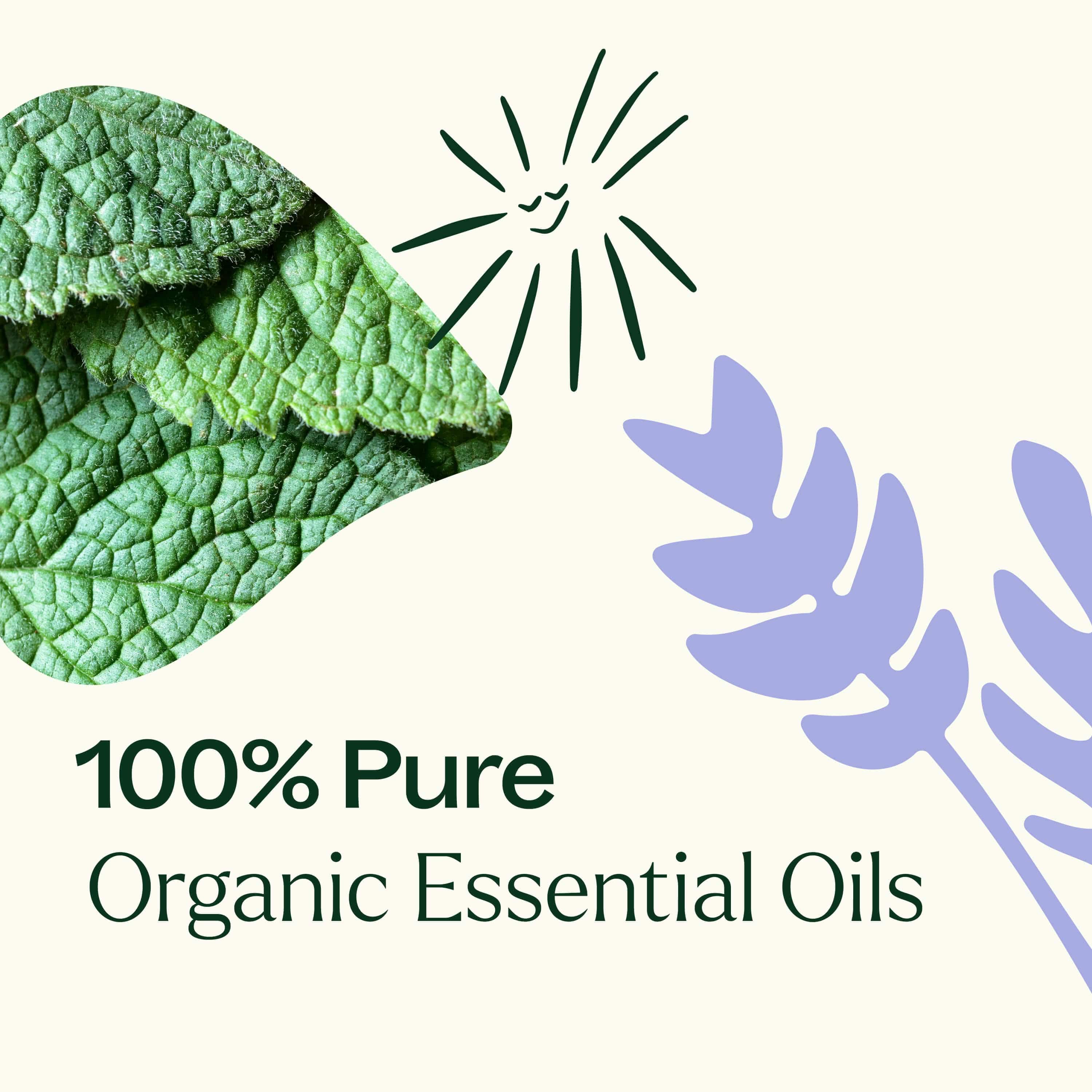 Plant Therapy Essential Oil Top 3 Organic Singles Set