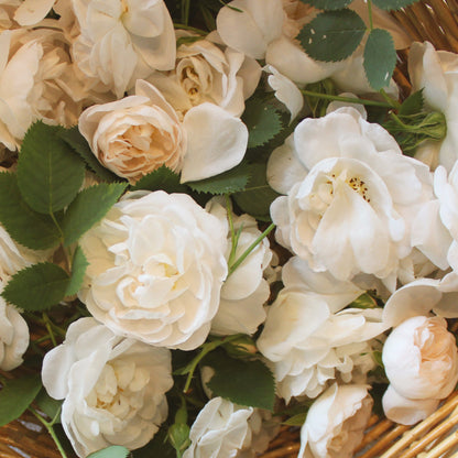 Strawberry with Wild Rose