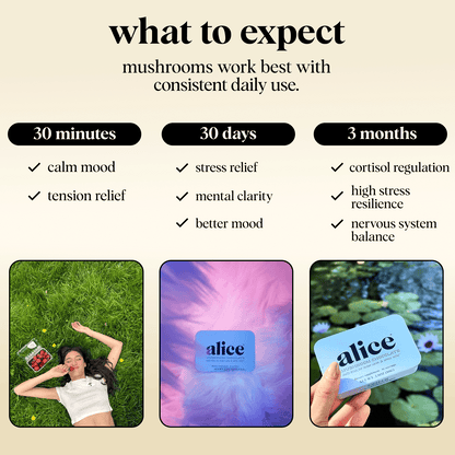 alice mushrooms Vitamins &amp; Supplements Zen-X Functional Mushroom Chocolates